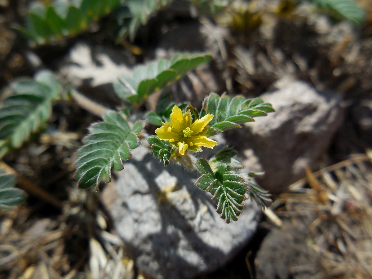Tribulus terrestris